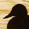 27/09/06 - Duck