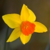 19/10/06 - Daffodil 1