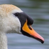 21/10/06 - Swan profile