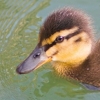 05/11/06 - Ducky!