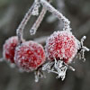 18/12/06 - Frosty Berries