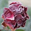 20/12/06 - Frozen Rose