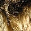 12/03/07 - Cat hair
