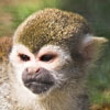 20/04/07 - Monkey monkey