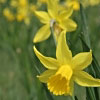 27/08/07 - Daffodils