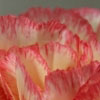 03/11/07 - Flower detail