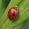 20/12/07 - Ladybug