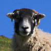 21/04/09 - Sheep