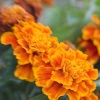 30/11/10 - Lensbaby Flowers